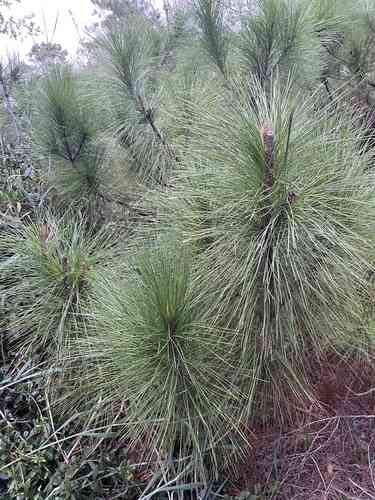 Longleaf pine(Pinus palustris)
