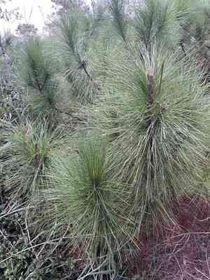 Longleaf pine(Pinus palustris)