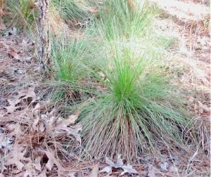 Longleaf pine