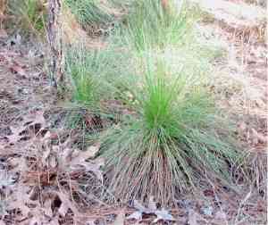 Longleaf pine(Pinus palustris)