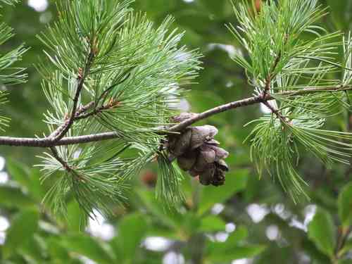 Japanese white pine(Pinus parviflora)