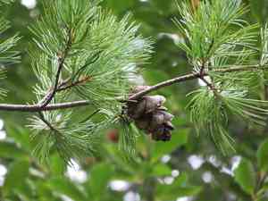 Japanese white pine(Pinus parviflora)