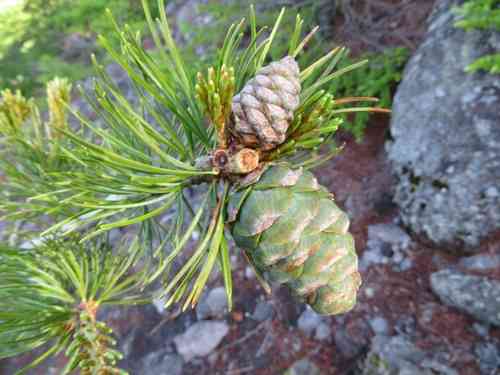Japanese white pine(Pinus parviflora)