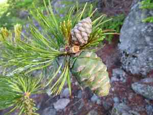 Japanese white pine(Pinus parviflora)