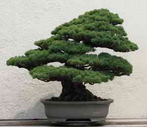 Japanese white pine(Pinus parviflora)