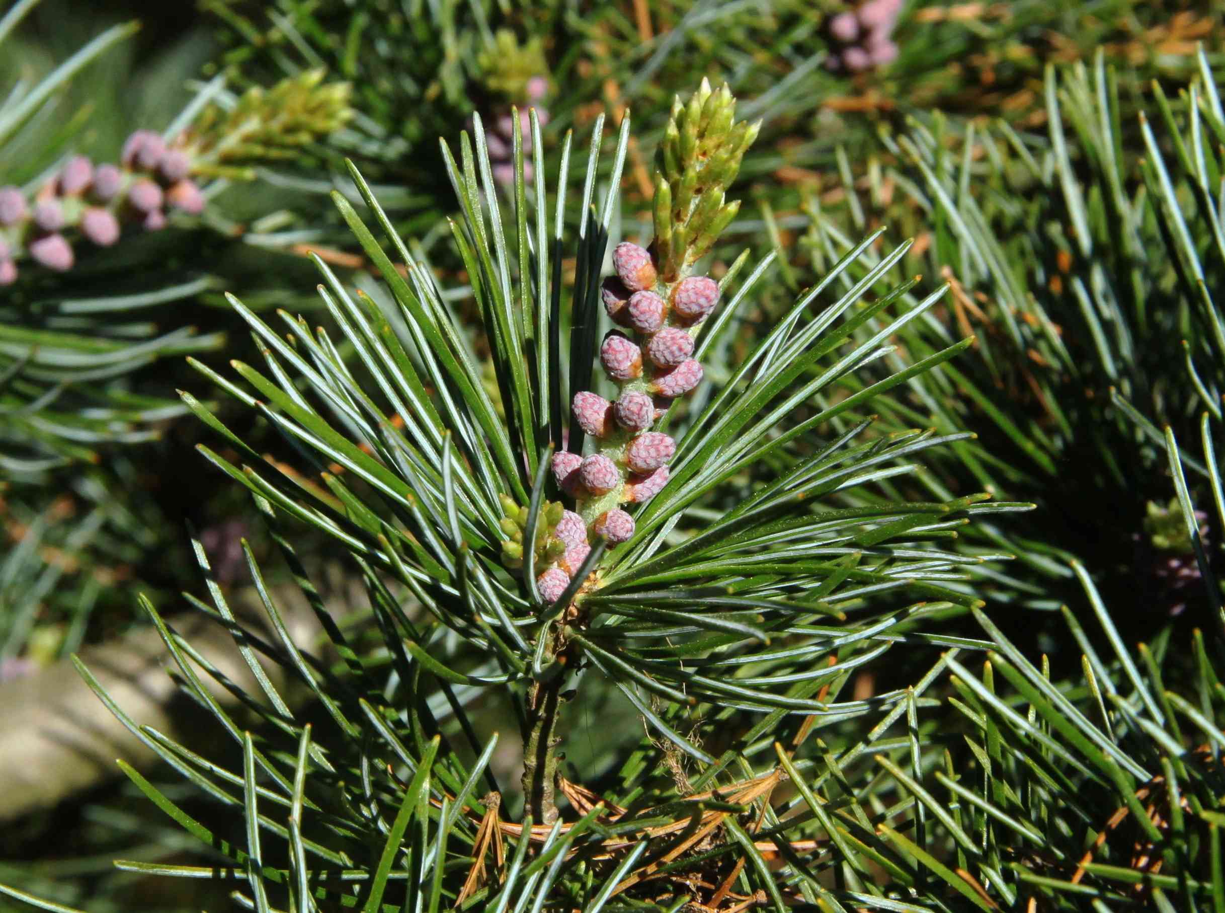 Japanese white pine(Pinus parviflora)