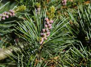 Japanese white pine(Pinus parviflora)