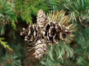 Japanese white pine(Pinus parviflora)