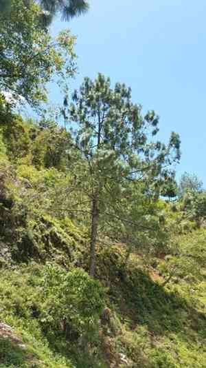 Mexican weeping pine(Pinus patula)