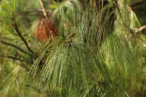 Mexican weeping pine(Pinus patula)