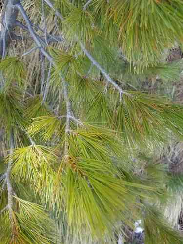 Balkan pine(Pinus peuce)