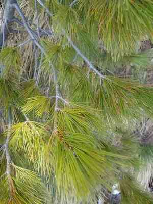 Balkan pine(Pinus peuce)