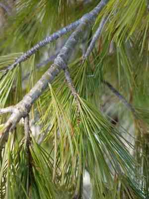 Balkan pine(Pinus peuce)