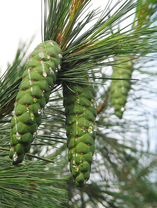 Balkan pine