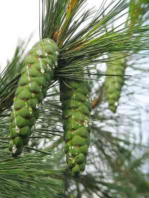 Balkan pine(Pinus peuce)