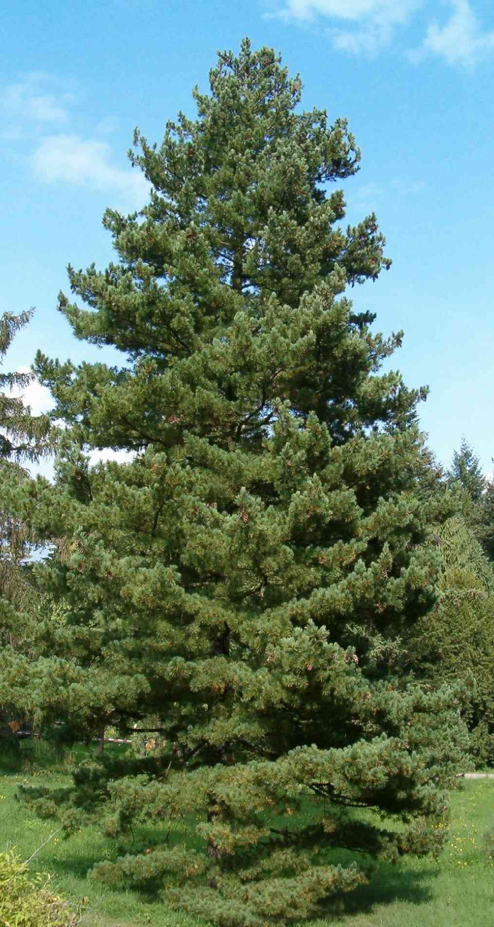 Balkan pine(Pinus peuce)