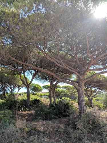 Italian stone pine(Pinus pinea)