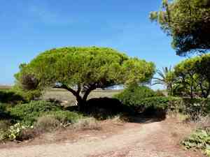 Italian stone pine(Pinus pinea)