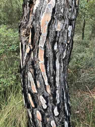 Italian stone pine(Pinus pinea)