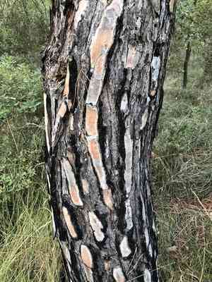 Italian stone pine(Pinus pinea)