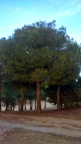 Italian stone pine(Pinus pinea)
