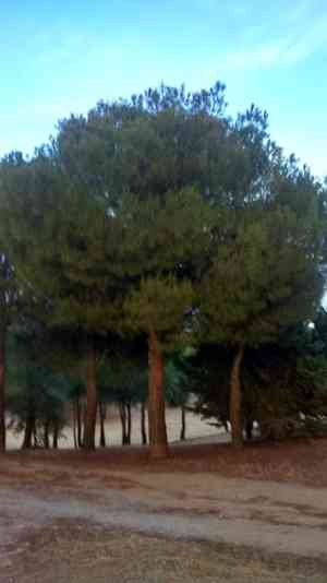 Italian stone pine(Pinus pinea)