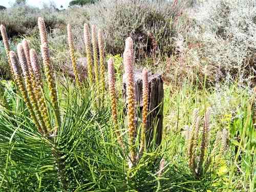 Italian stone pine(Pinus pinea)