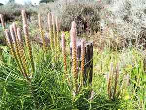 Italian stone pine(Pinus pinea)