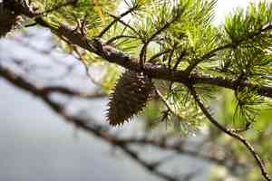 Table mountain pine(Pinus pungens)