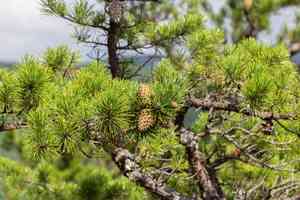 Table mountain pine(Pinus pungens)