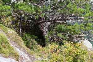 Table mountain pine(Pinus pungens)