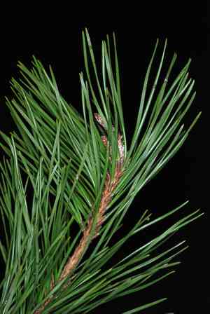 Table mountain pine(Pinus pungens)