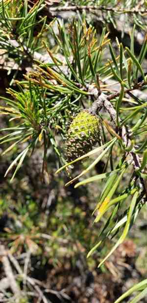 Table mountain pine(Pinus pungens)