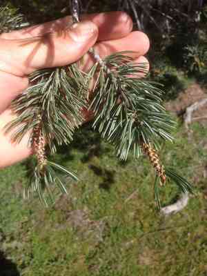 Parry pinyon(Pinus quadrifolia)