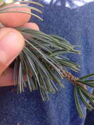 Parry pinyon(Pinus quadrifolia)
