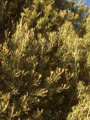 Parry pinyon(Pinus quadrifolia)