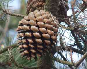 Monterey pine(Pinus radiata)