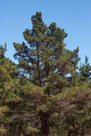 Monterey pine(Pinus radiata)