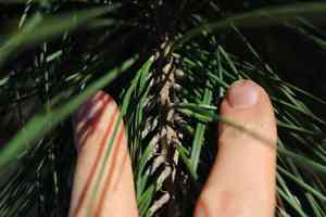 Monterey pine(Pinus radiata)
