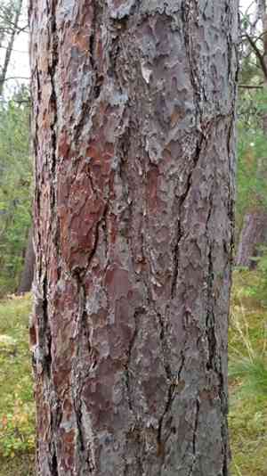 Red pine(Pinus resinosa)