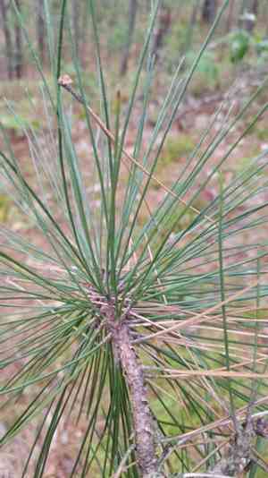 Red pine(Pinus resinosa)