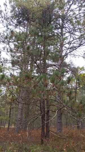 Red pine(Pinus resinosa)