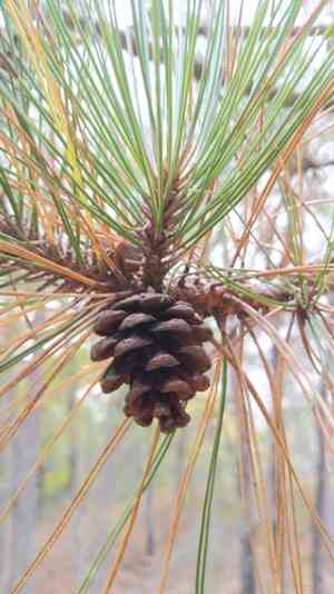 Red pine(Pinus resinosa)