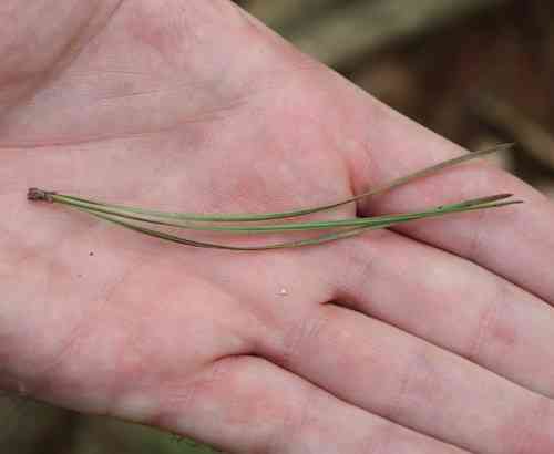Pitch pine(Pinus rigida)