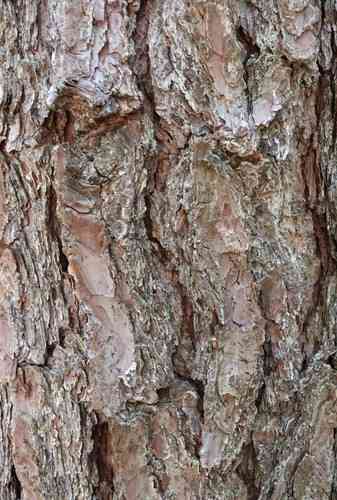 Pitch pine(Pinus rigida)