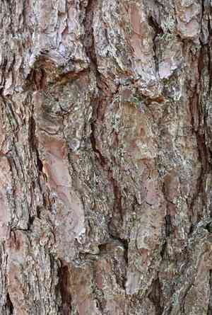 Pitch pine(Pinus rigida)