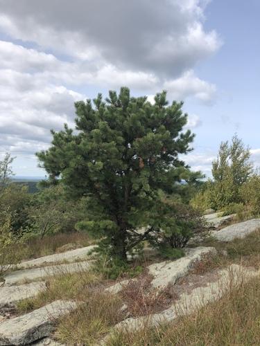 Pitch pine(Pinus rigida)