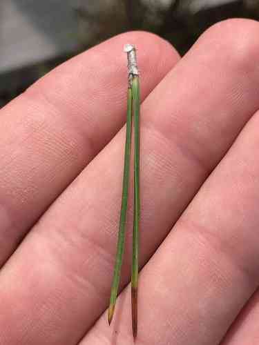 Pitch pine(Pinus rigida)