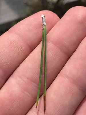 Pitch pine(Pinus rigida)