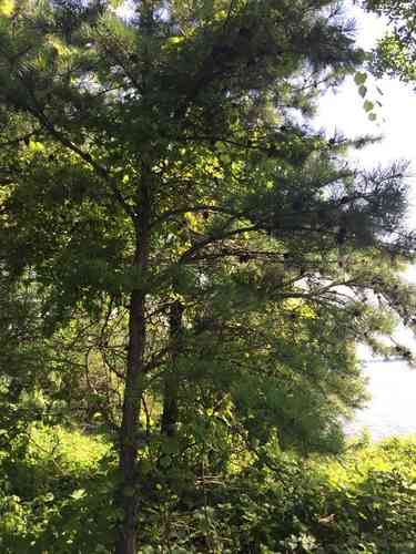 Pitch pine(Pinus rigida)